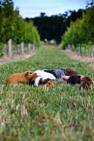 Grapes, vines, wine ..and guinea pigs?